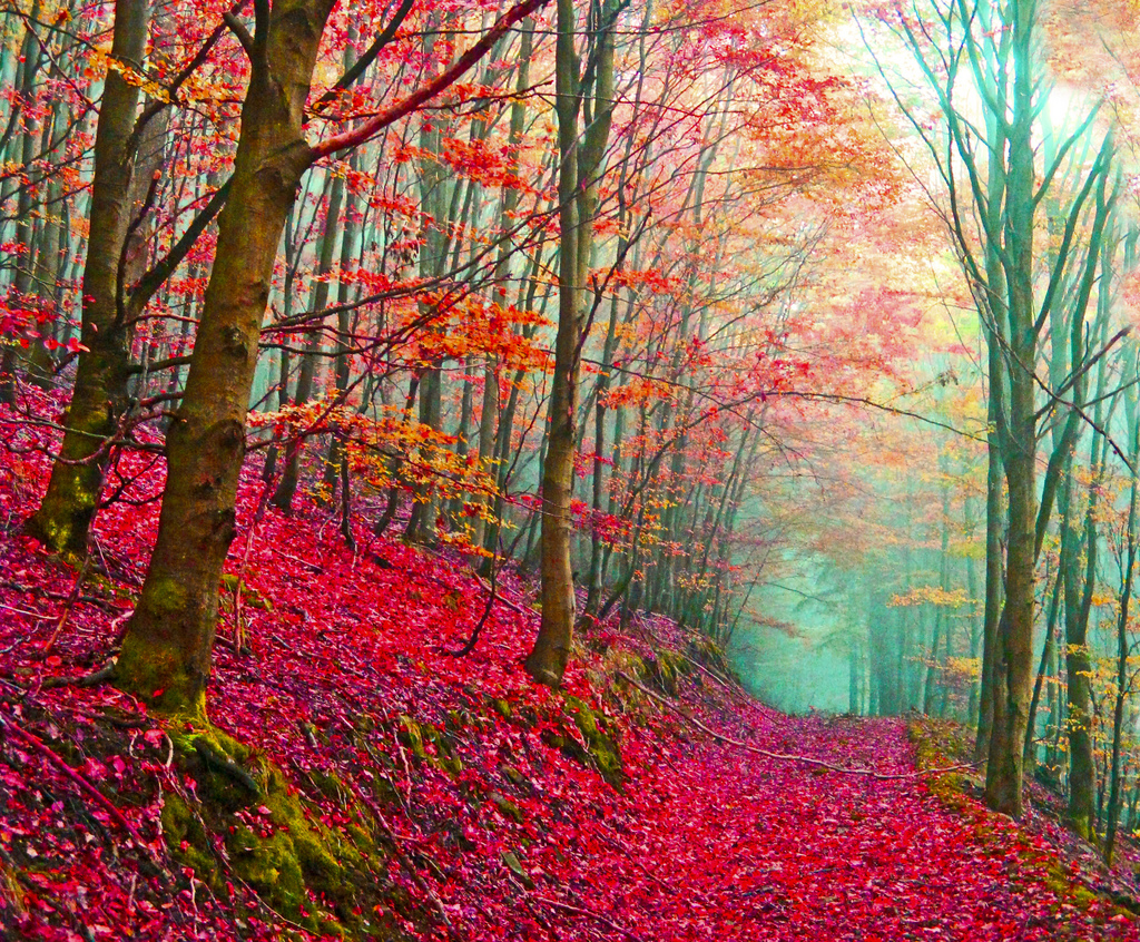 HiDef Pics Enchanted Forests (10 photos)
