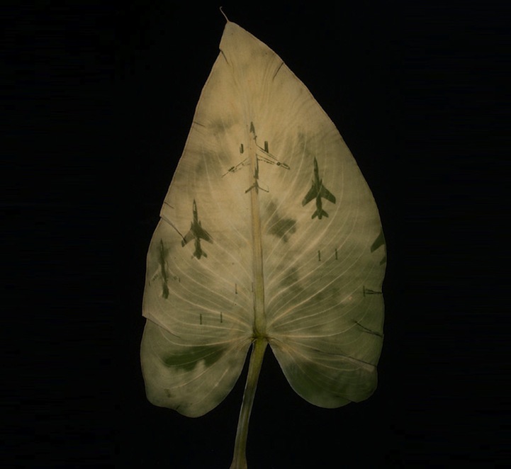 Chlorophyll Printing Leaf Art