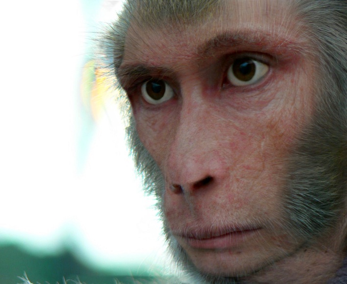 Pic of the Day Ridiculously Believable Monkey Man