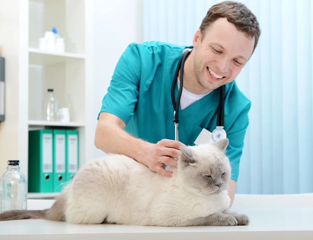 4 Key Steps to Take When Starting a Veterinary Practice