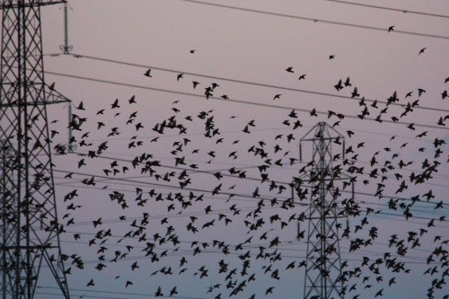 Soup And Starlings 2012 This Insubstantial Pageant