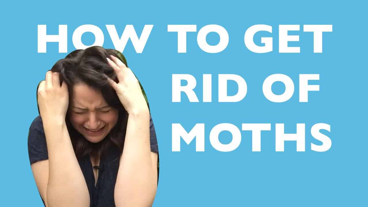 How to Eliminate Small Moths in House Natural Pest Solutions 1