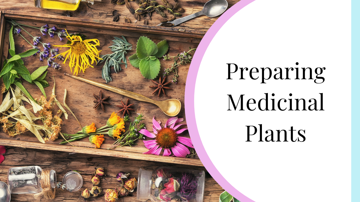 3 Ways To Prepare Medicinal Trees and Plants My Nature Nook