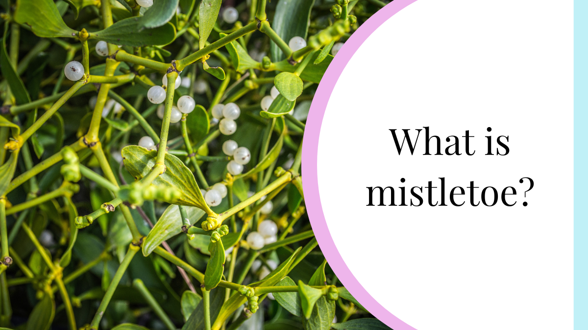 What is mistletoe? My Nature Nook