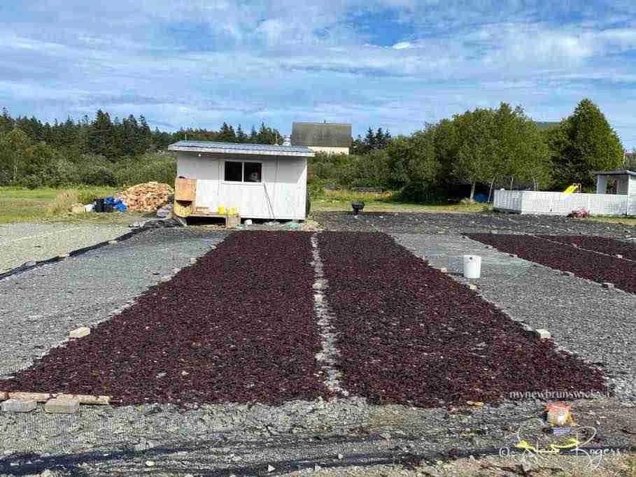 Grand Manan Dulse MyNewBrunswick.ca