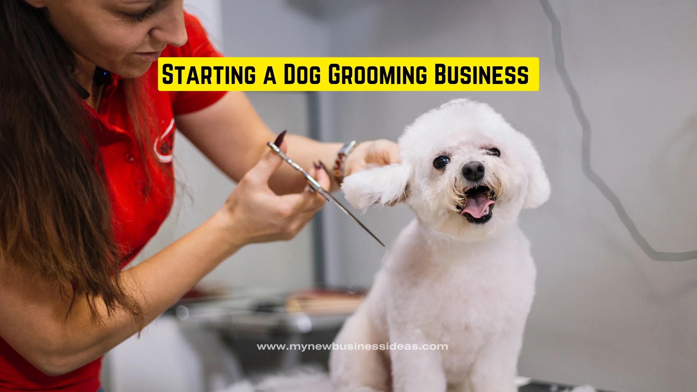 Starting a Dog Grooming Business The StepbyStep Guide