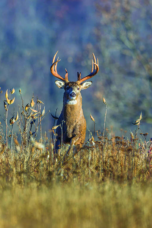 Prepare to hunt your national forests Northwest Alabamian