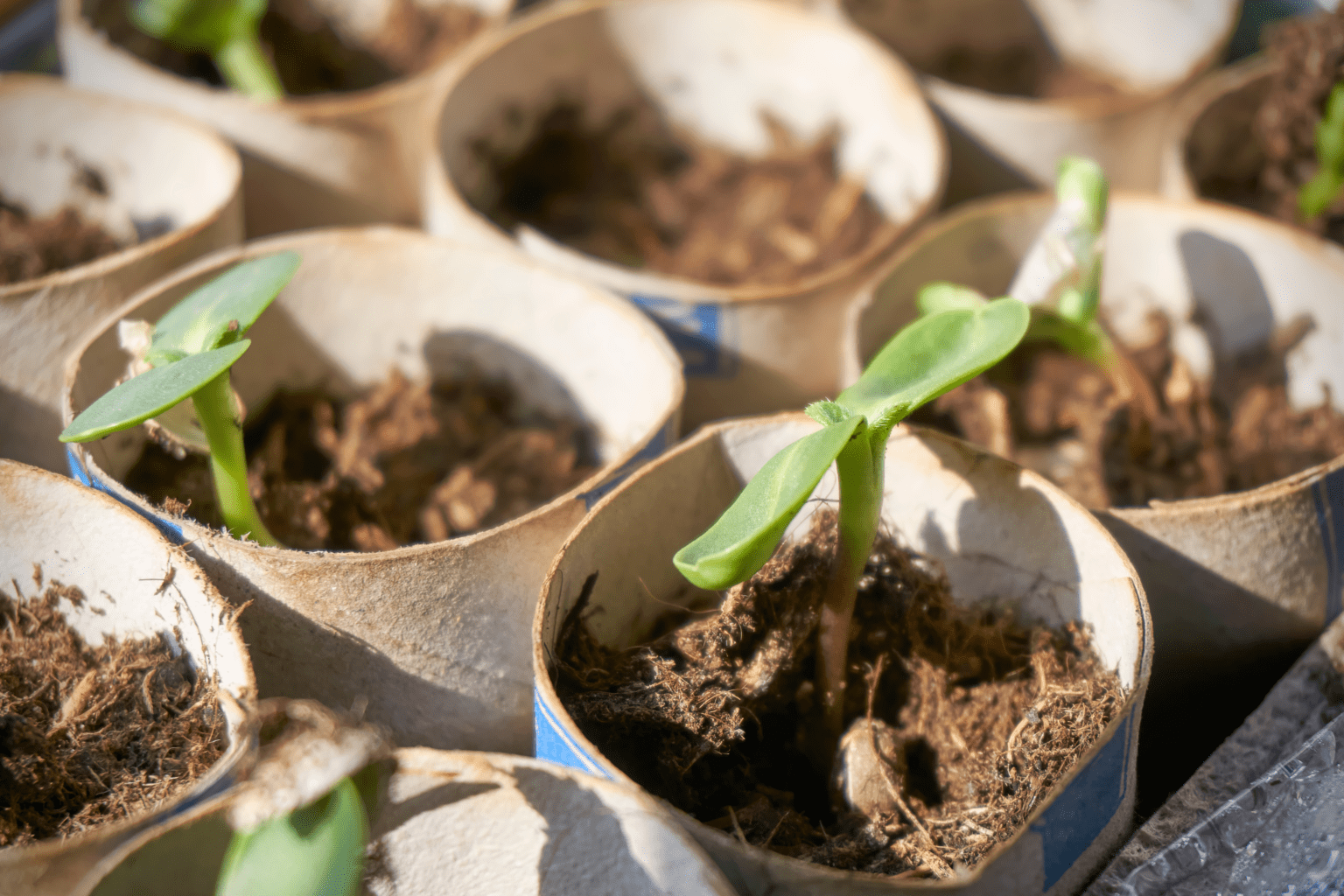 How To Grow Leeks In Toilet Rolls My Oceans