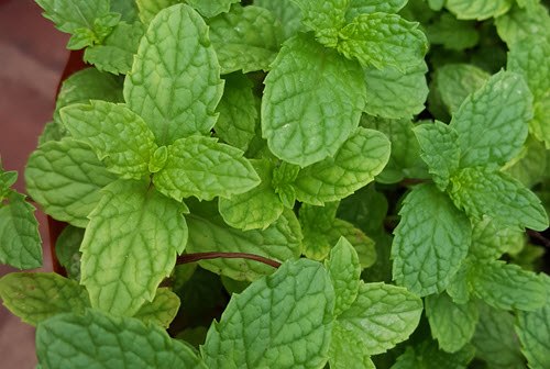 A garden is like a community, and some incompatible plants need to avoid each other. Useful Medicinal Plants You Can Grow At Home - My Organic