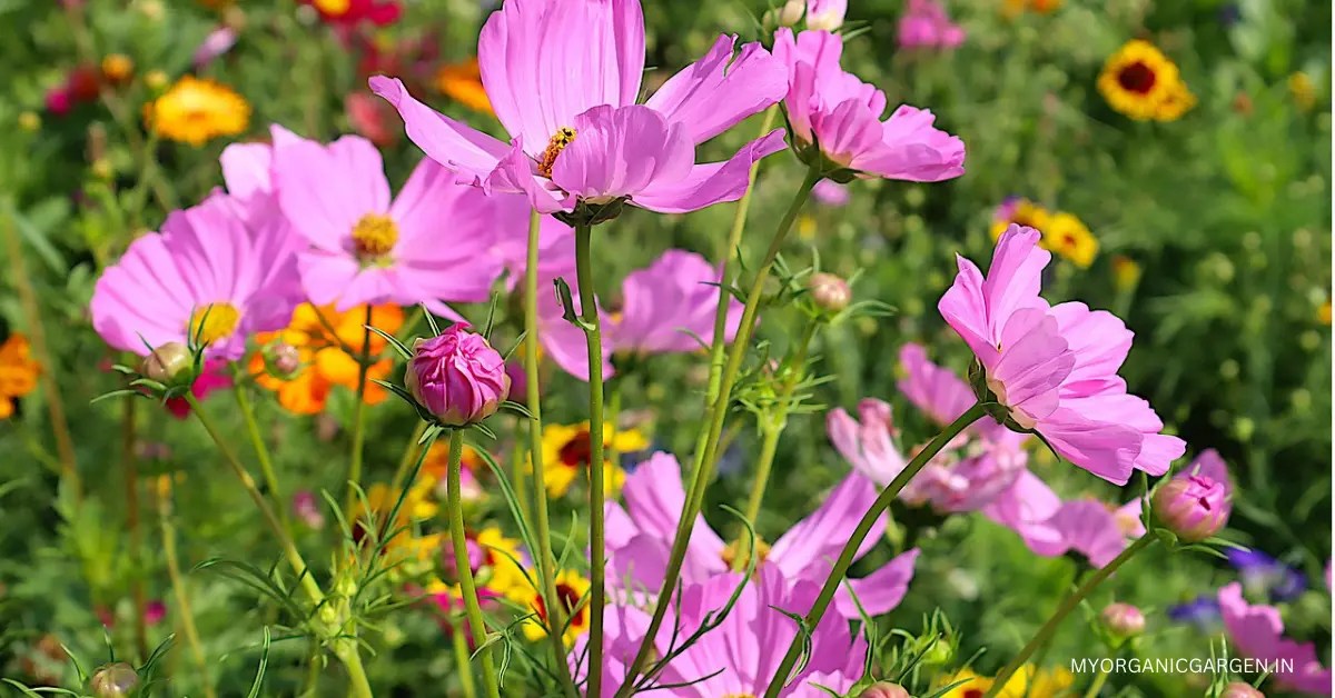 How to Grow Enchanting Cosmos Plants Nature's Colorful Delights