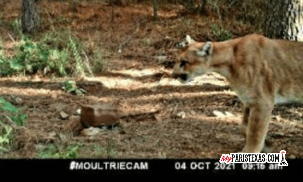 Minutes after hunter, Oklahoma mountain lion captured on camera again