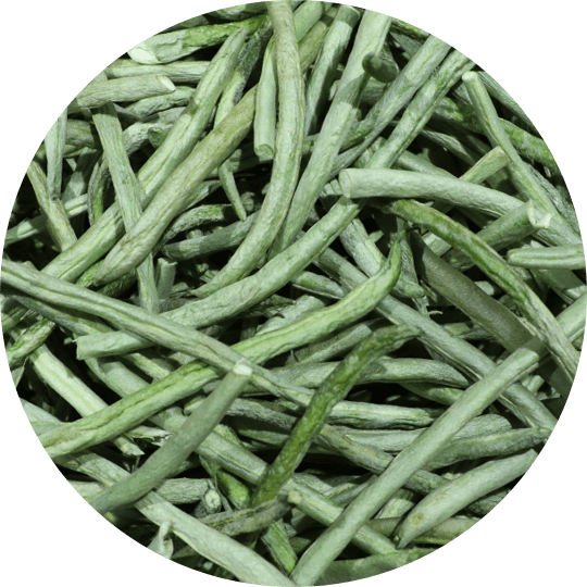 French Beans! myParrotopia, LLC