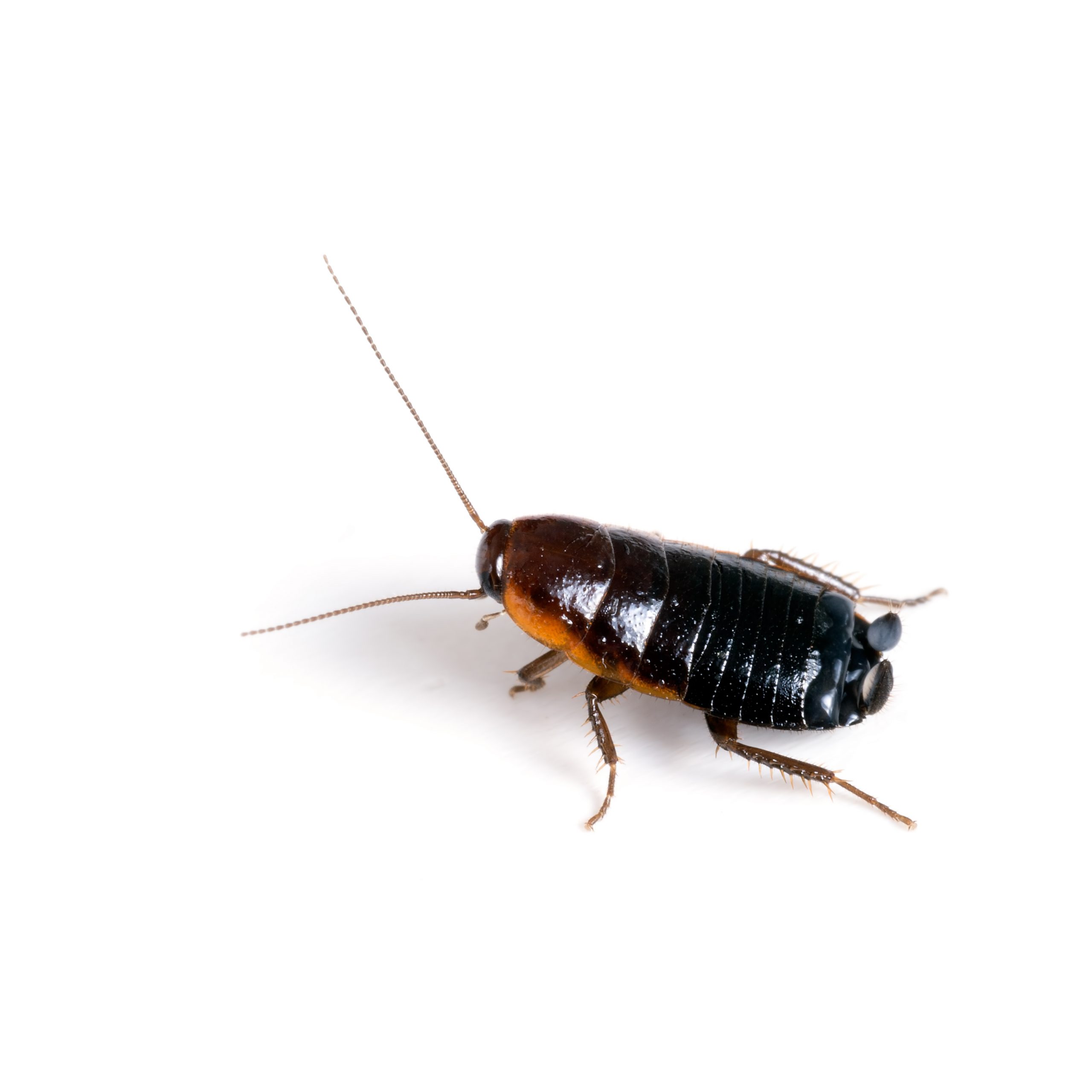 How to Kill Oriental Cockroaches My Pest Pros