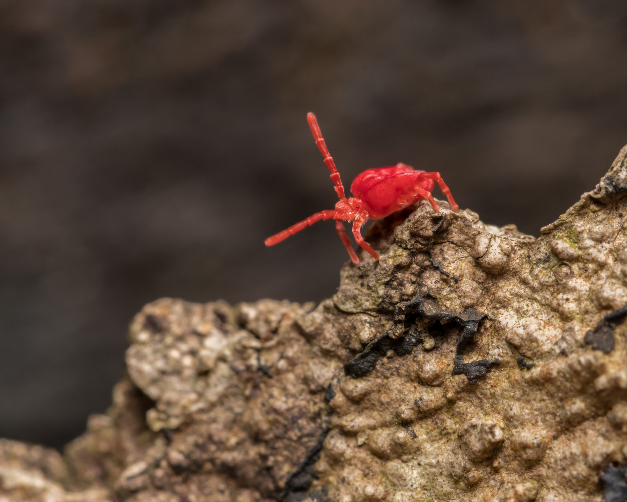 What Are These Little Red Bugs? My Pest Pros