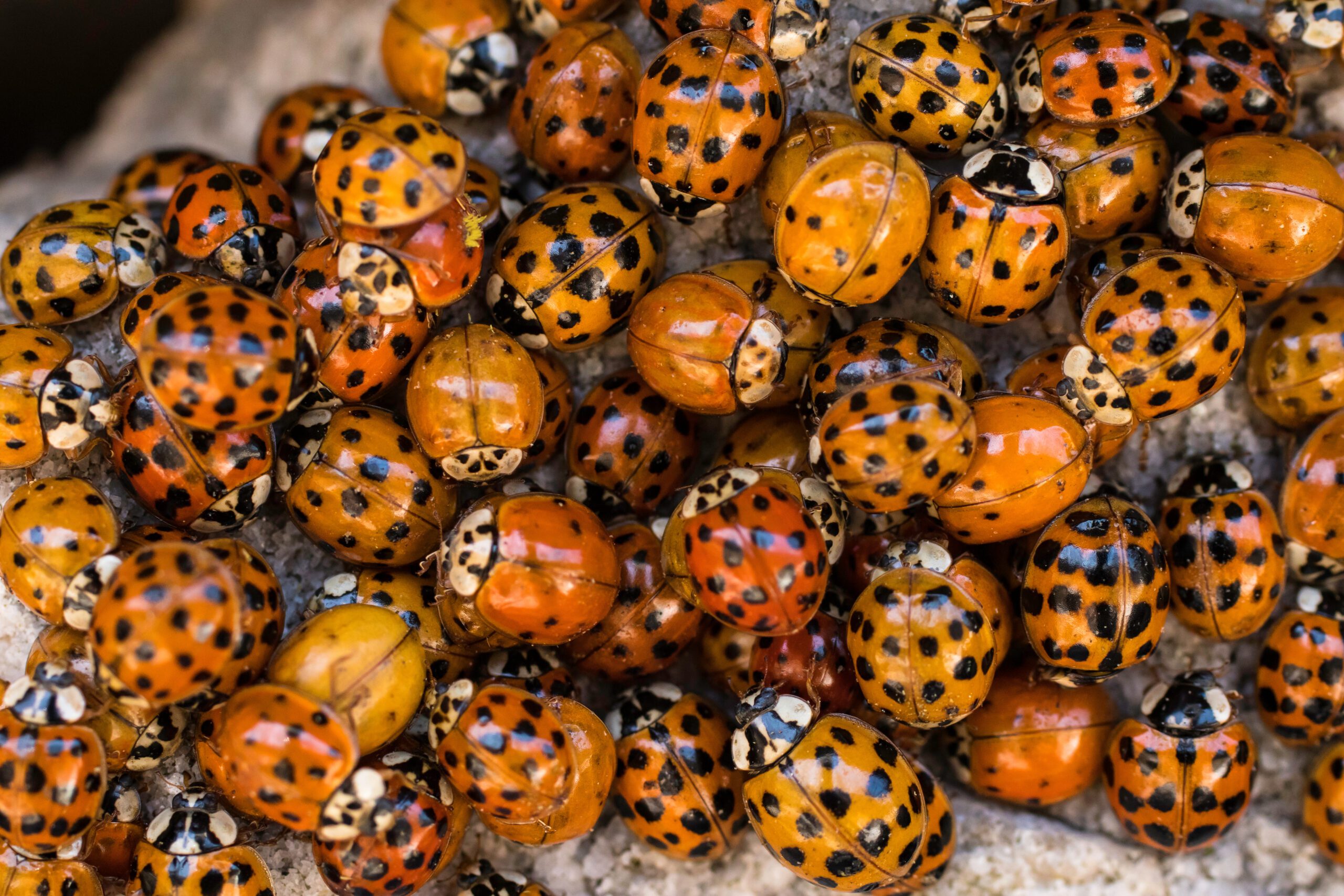 Why Are There so Many Ladybugs in My House? My Pest Pros