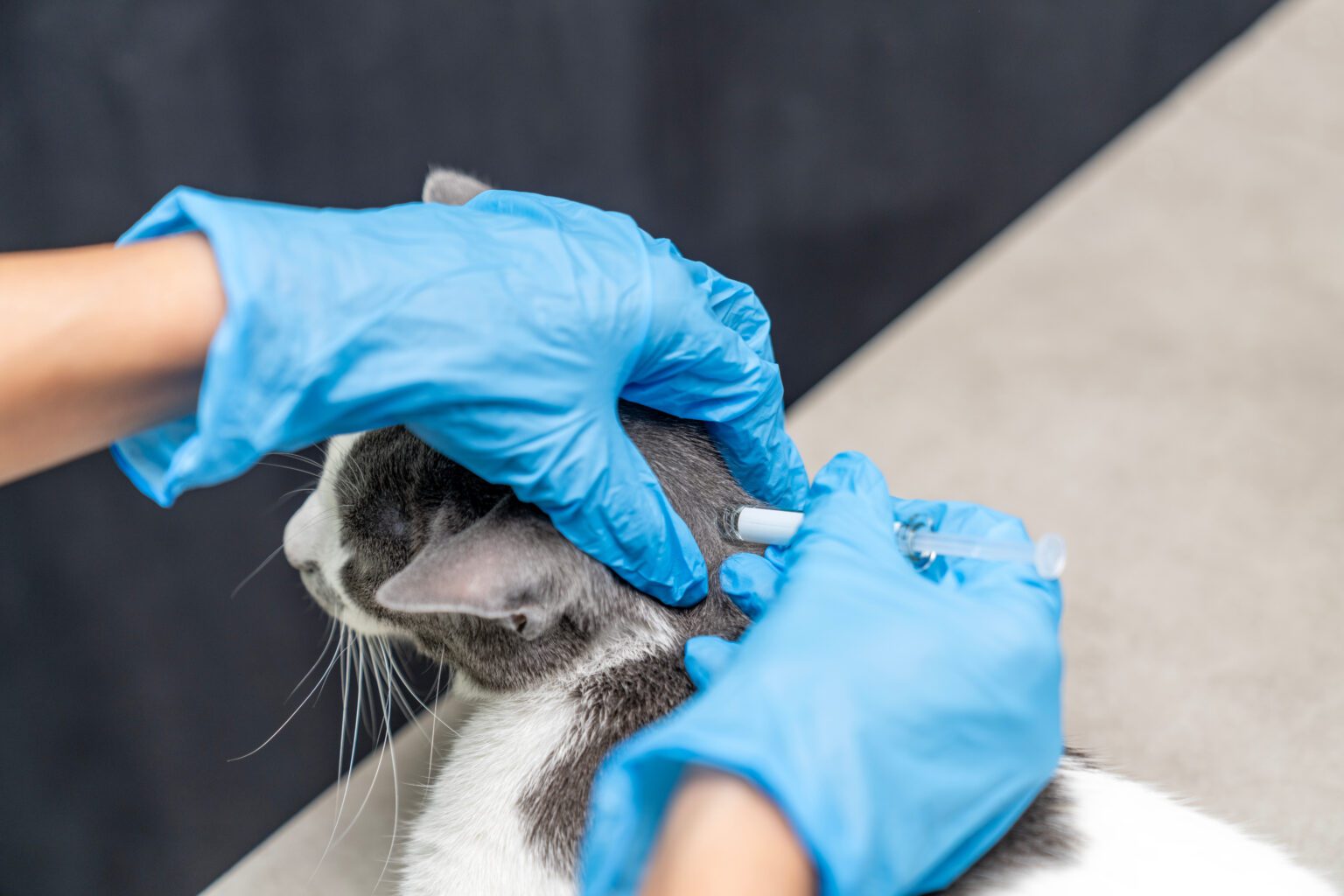 When to Call A Flea Exterminator My Pest Pros