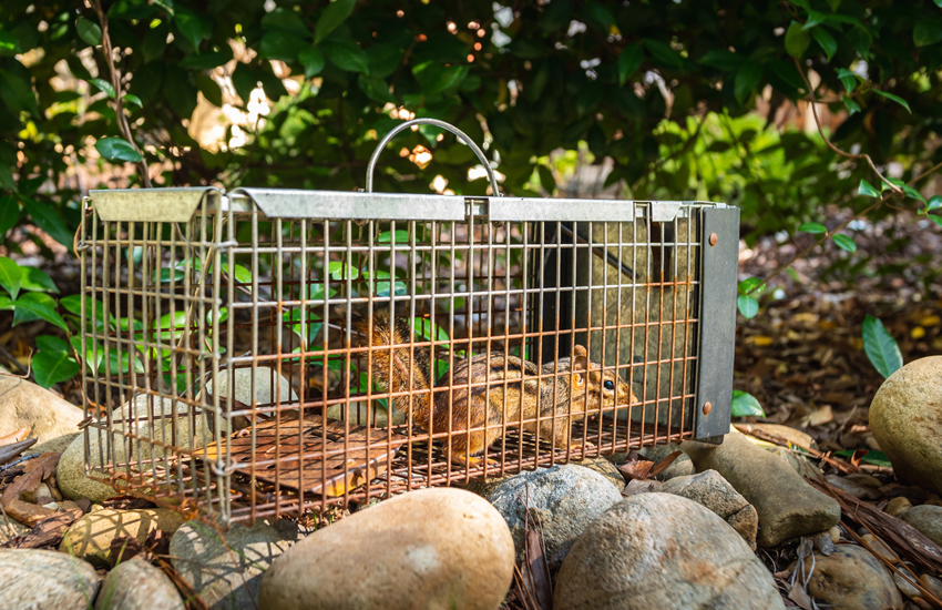 Wildlife Removal Services What Is It and When Do You Need It?