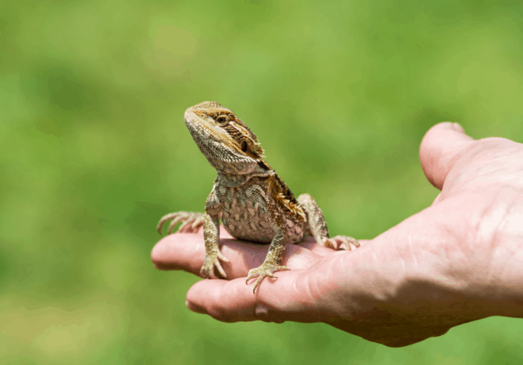 6 Best Bearded Dragon Water Drippers for 2024 MyPetCareJoy