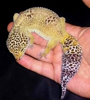Fat-Or-Overweight-Leopard-Gecko | Mypetcarejoy
