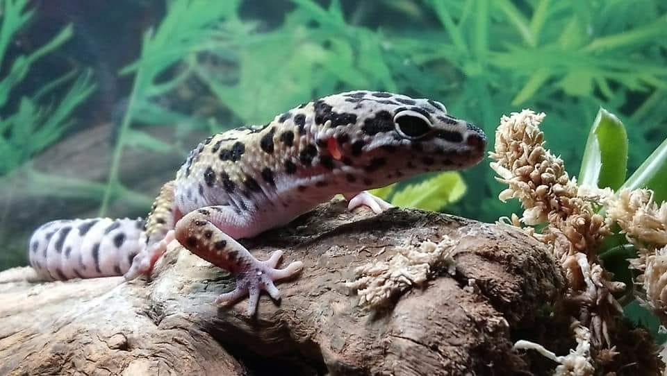 How to Clean a Leopard Geckos Tank? MyPetCareJoy