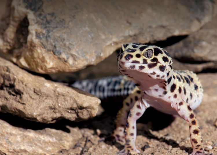 Leopard Gecko Brumation Everything You Need to Know