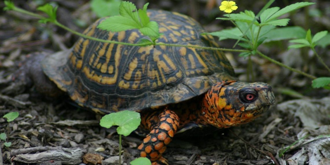 5 Best Substrate For Box Turtle MyPetCareJoy