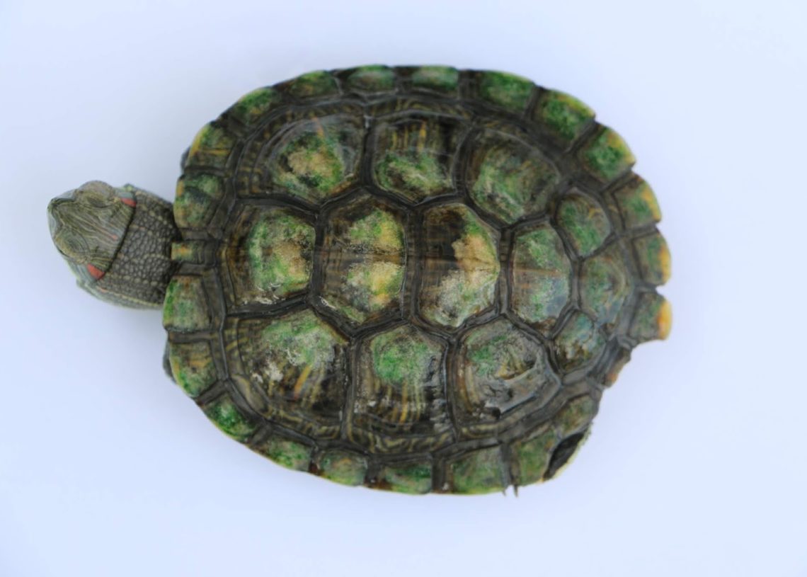 Can Box Turtles Eat Apples? MyPetCareJoy