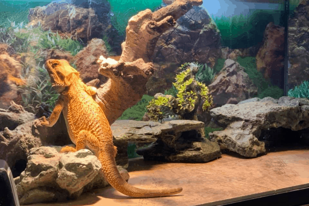 7 Best Bearded Dragon Starter Kit MyPetCareJoy