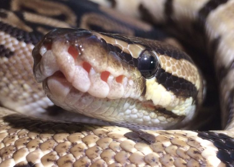 How Big Do Ball Pythons Get? MyPetCareJoy