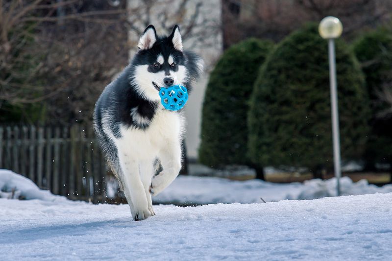 How To Train Alaskan Malamute? MyPetCareJoy