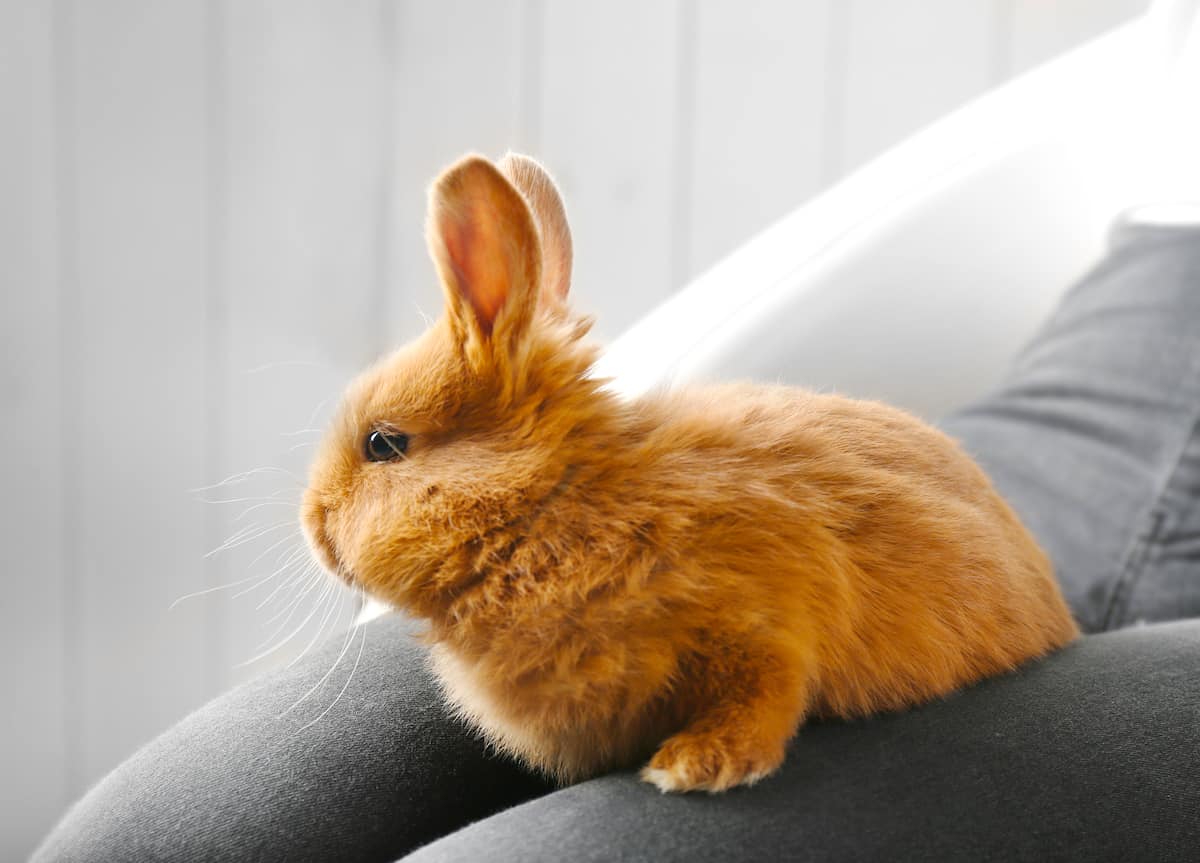 Why Does My Rabbit Climb On Me? MyPetCareJoy