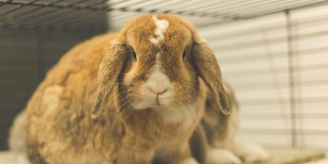 How To Get Rid Of Hairballs In Rabbits? MyPetCareJoy