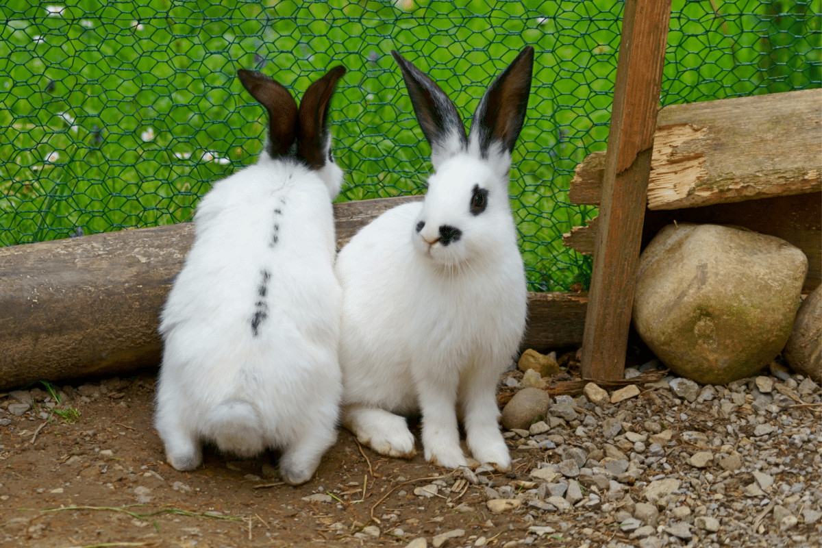 Male And Female Rabbit Which One Makes A Better Pet? MyPetCareJoy