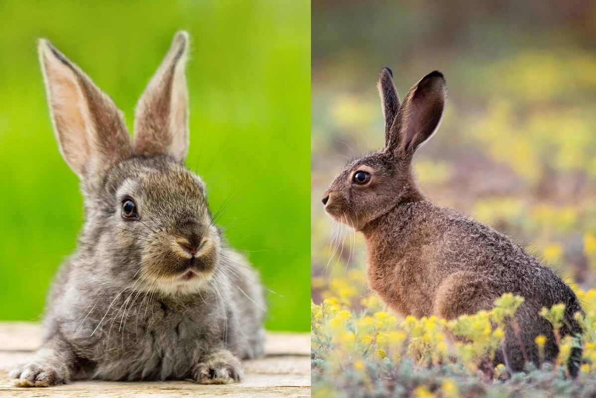 Difference Between Hares And Rabbits? MyPetCareJoy