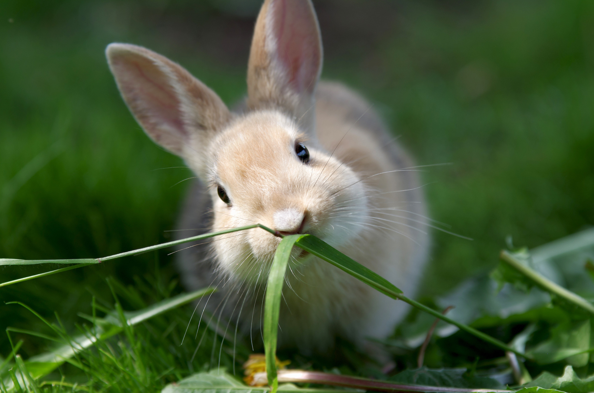 Will Rabbits Stop Eating When Full? MyPetCareJoy