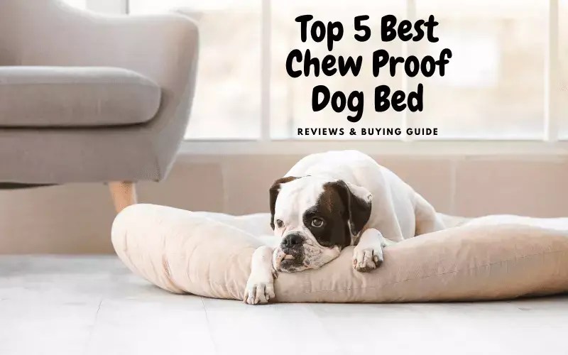 5 Best Chew Proof Dog Bed Reviews & Buying Guide