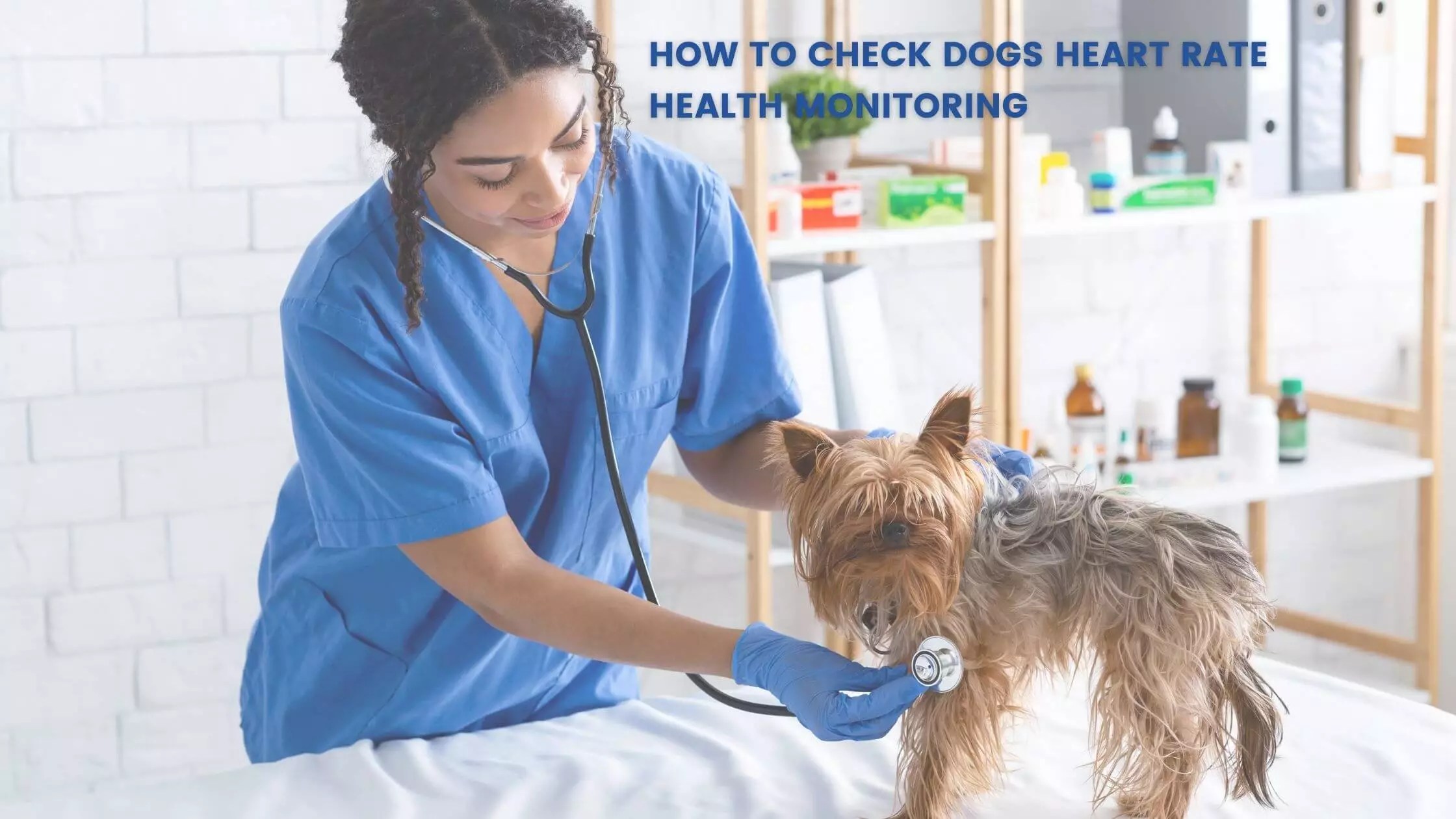 How To Check Dogs Heart Rate Health Monitoring