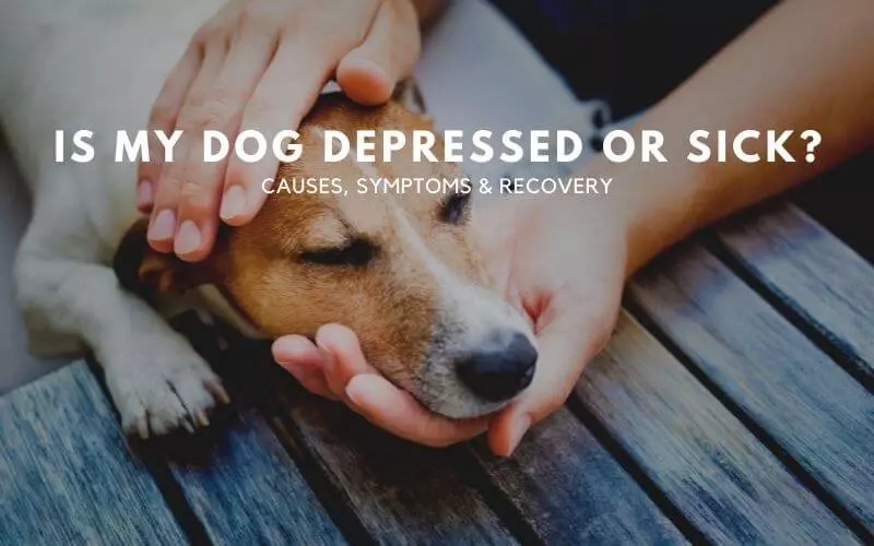 Is My Dog Depressed Or Sick? Causes, Symptoms & Recovery
