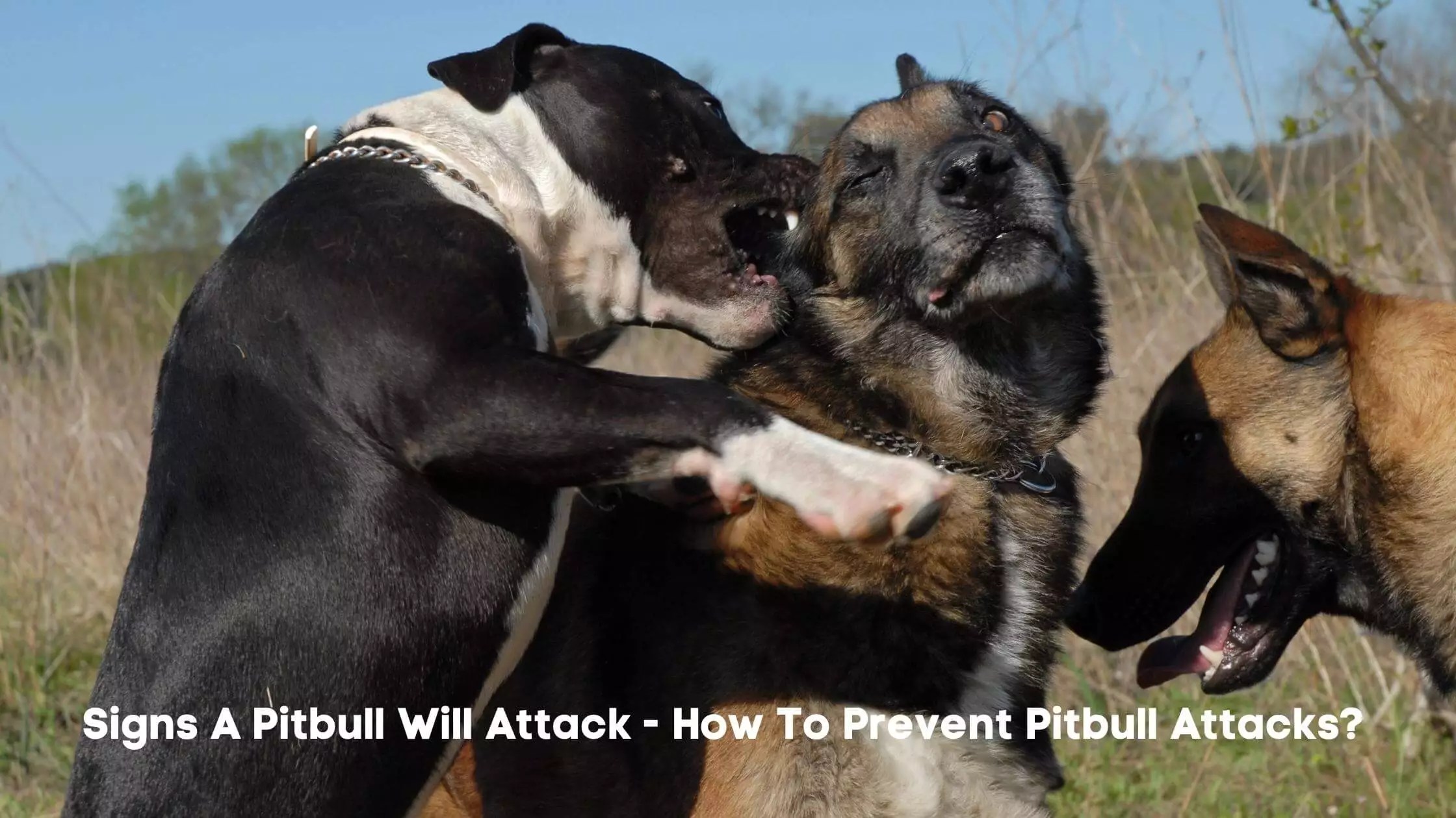 Signs A Pitbull Will Attack How To Prevent Pitbull Attacks?