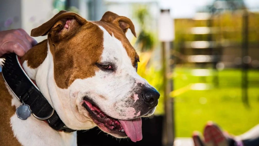 How To Use A Prong Collar On Dogs 5 Steps Solution