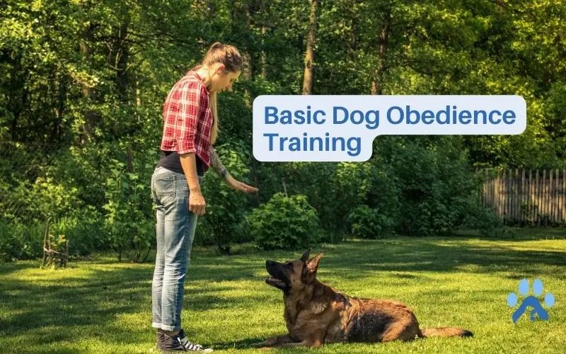 Basic Dog Obedience Training Dog Training Essentials