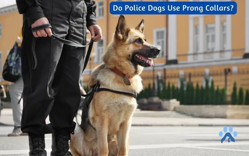 Unleashing The Truth Do Police K9s Utilize Prong Collars For Training