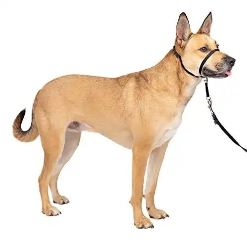 Top 6 Best Dog Training Collars For Small Dogs Reviewed By Experts