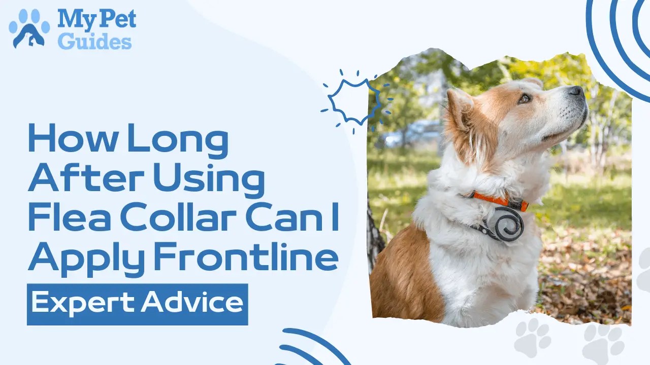How Long After Using Flea Collar Can I Apply Frontline Expert Advice