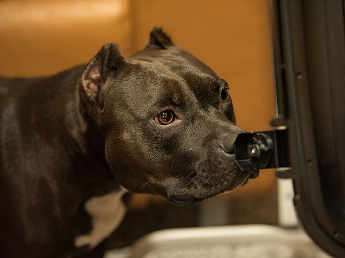 Effective Pitbull Training Techniques For A WellBehaved Dog