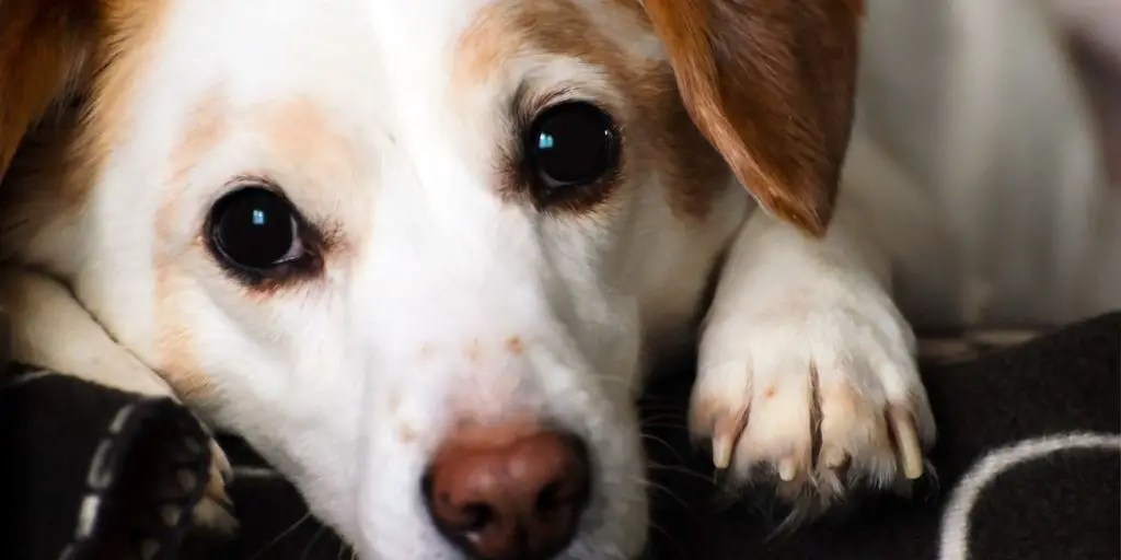 Understanding The Benefits Of A Boundary Shock Collar For Dogs