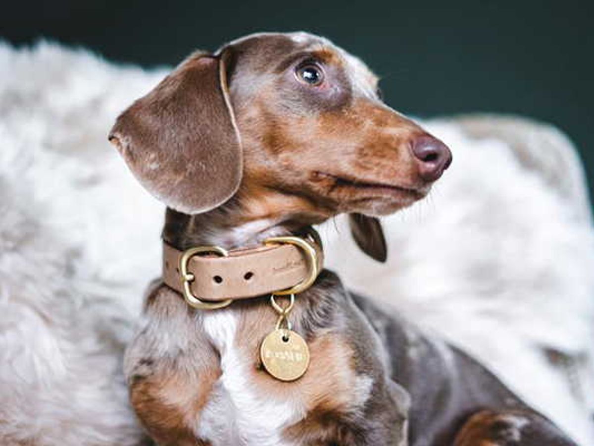 Do Flea Collars For Dogs Really Work? An InDepth Look