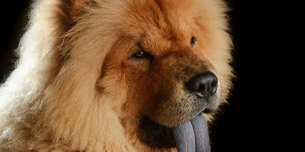 How To Prevent Collar Irritation On Your Dog's Neck