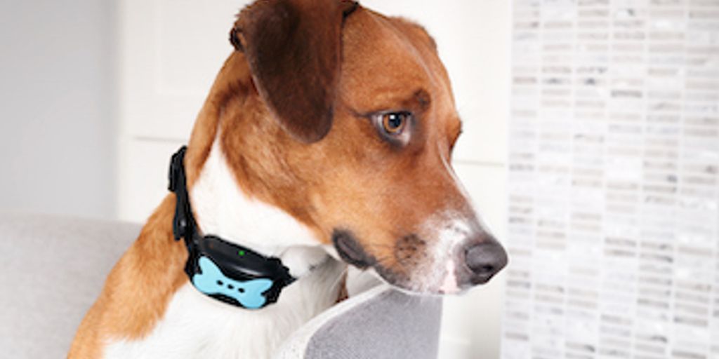 How To Prevent Collar Irritation On Your Dog's Neck