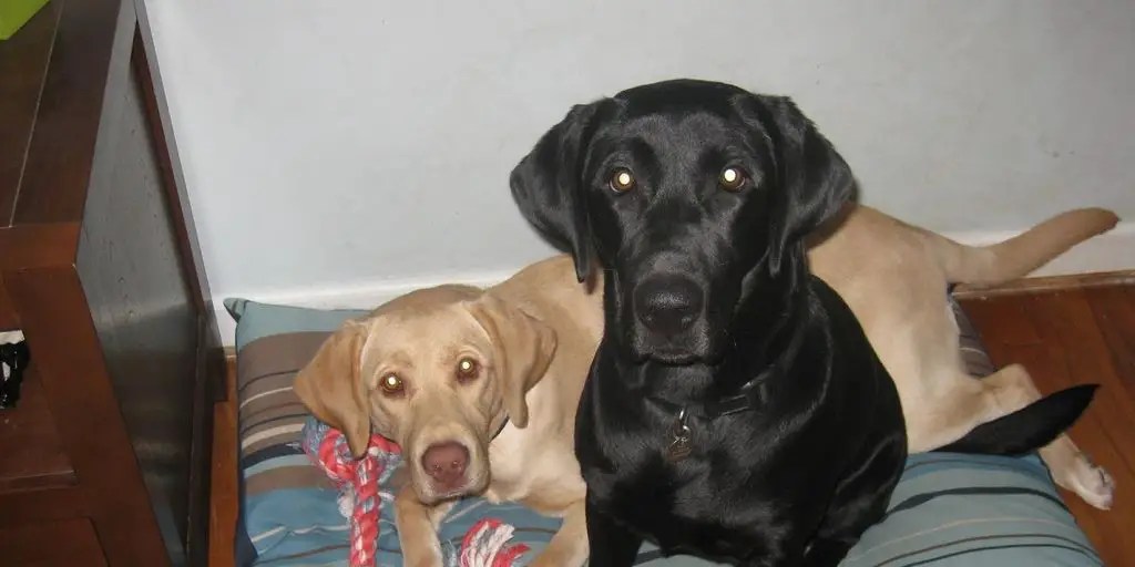 The Best Dog Collars For Labs Comfort And Style